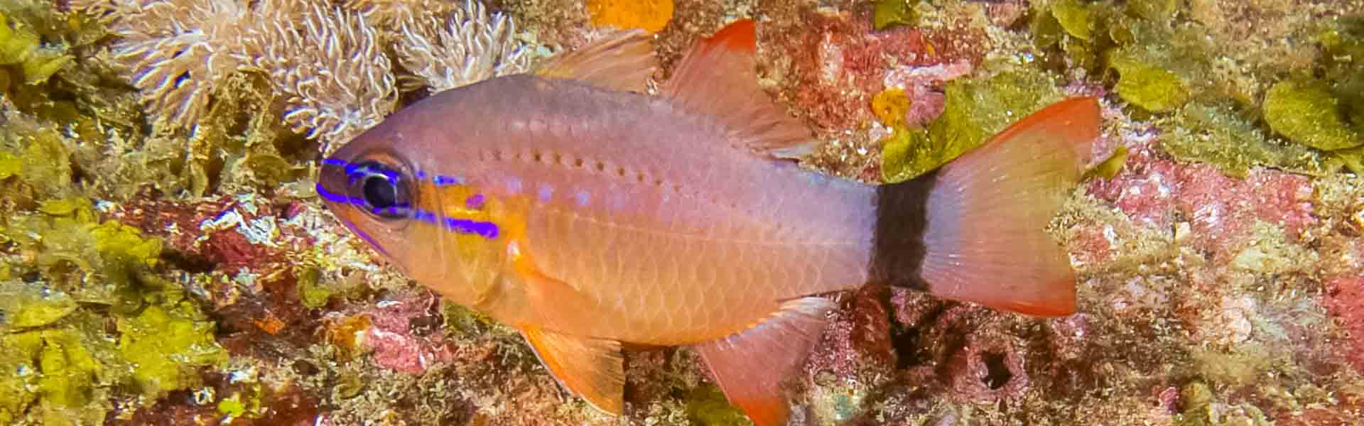 The Flower Cardinalfish